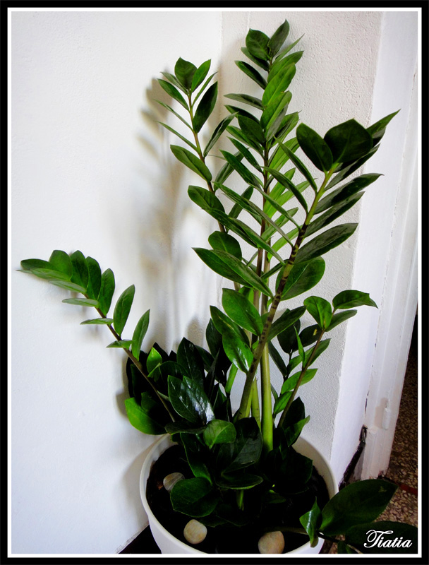 mon zamioculcas DSC05834